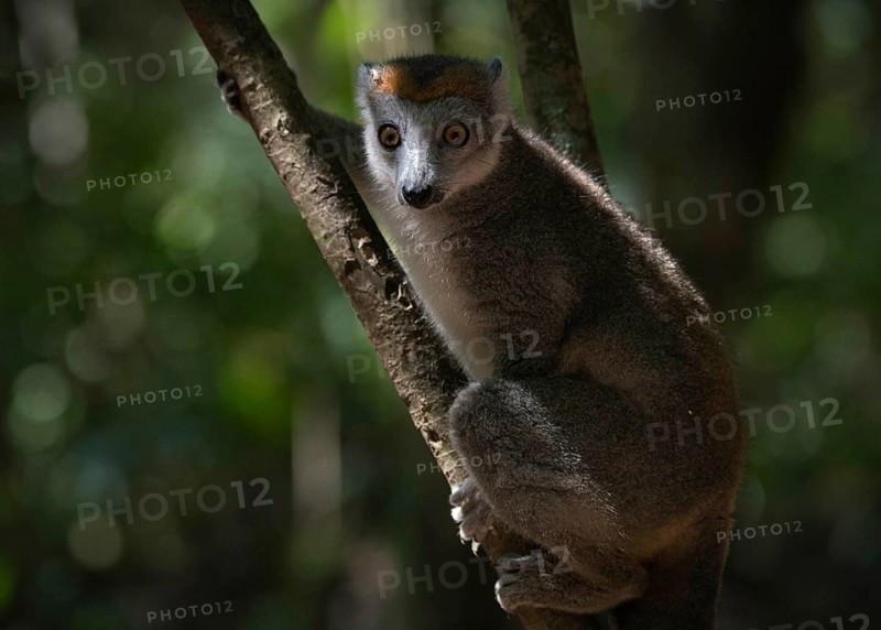 Crowned lemur
