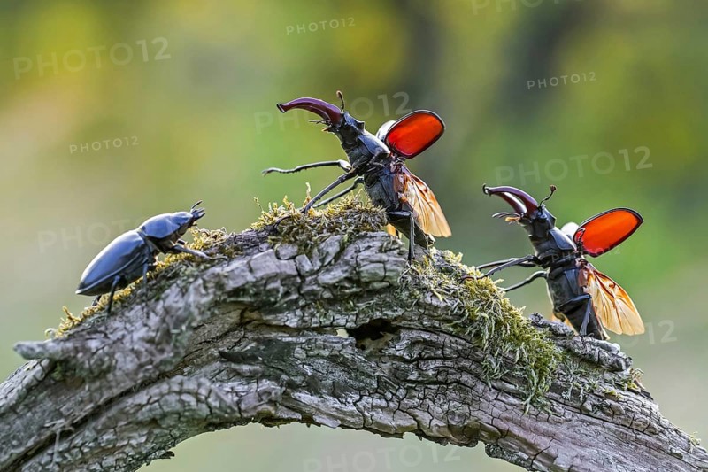 European stag beetles