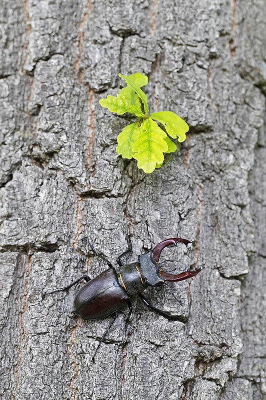 European stag beetle