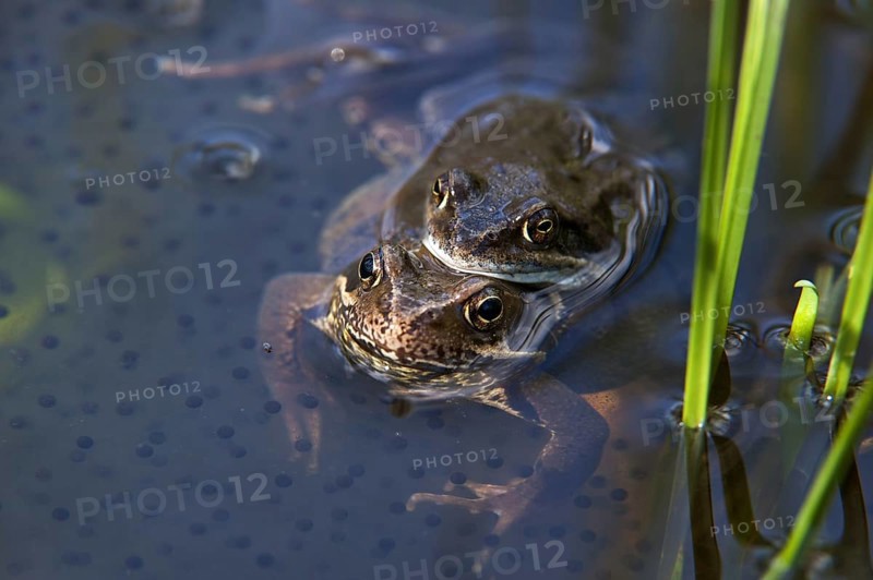 European common brown frogs