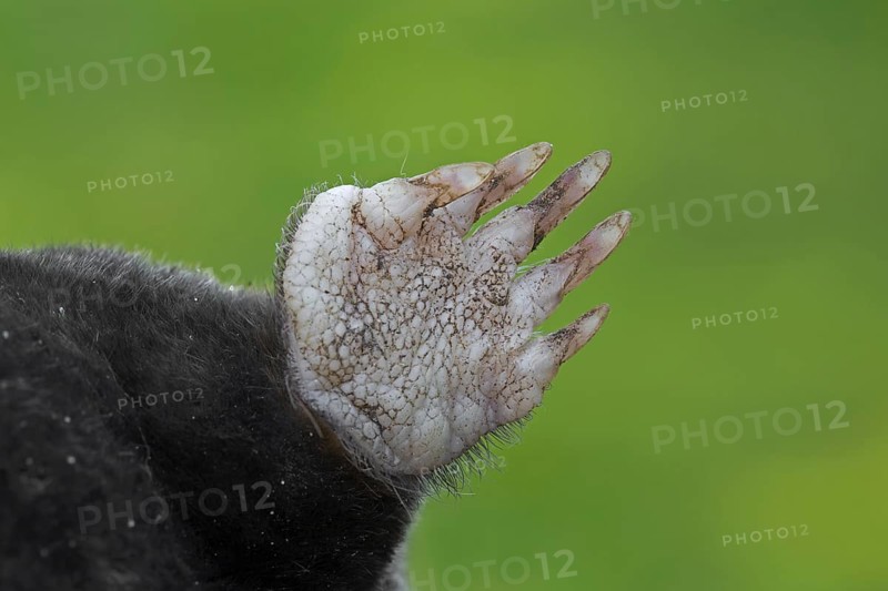 European mole