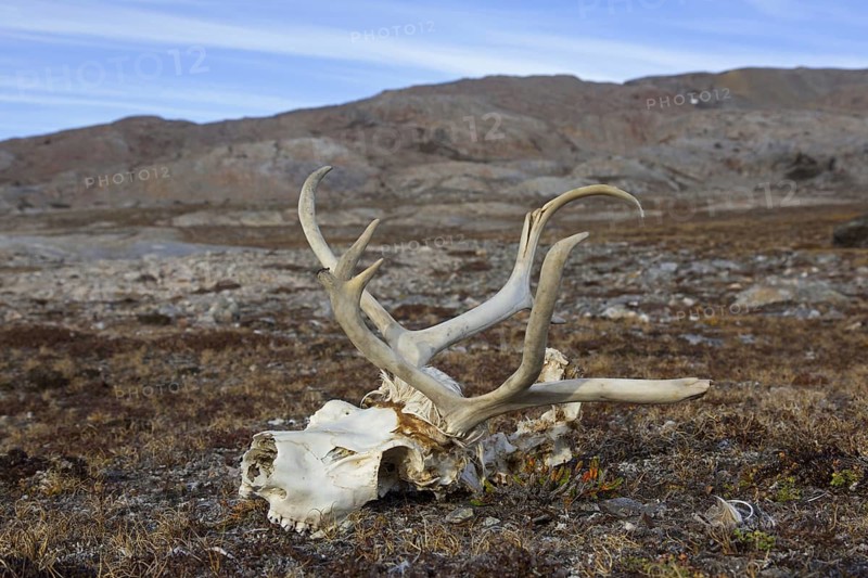 Svalbard reindeer