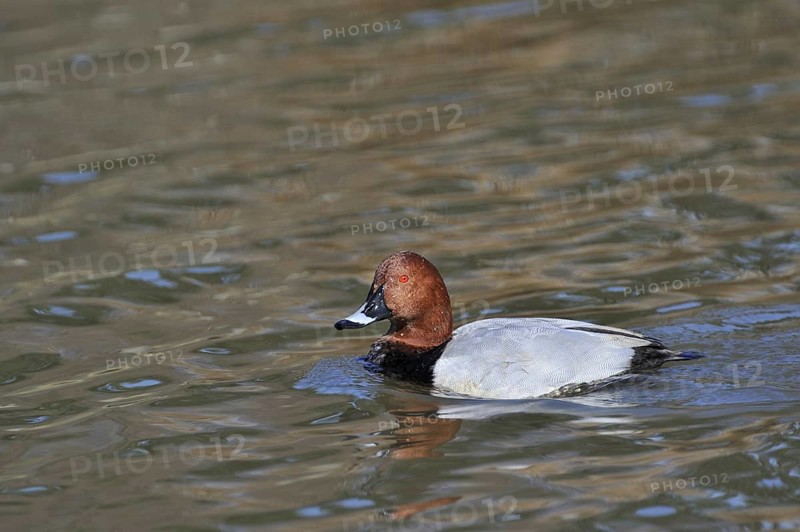 Common European Pochard