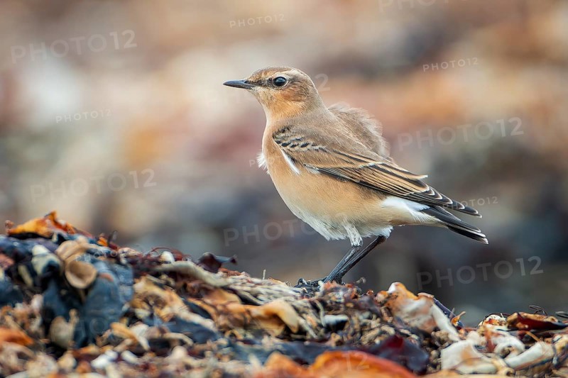 Northern Wheatear