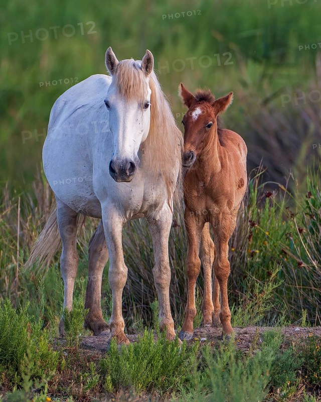 White mare with brown foal