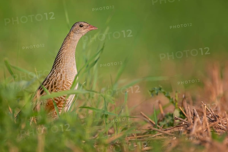 Corn crake