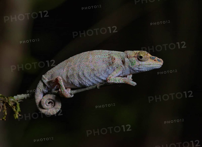 Chameleon