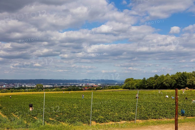 Strawberry self-picking in a field in Altfranken