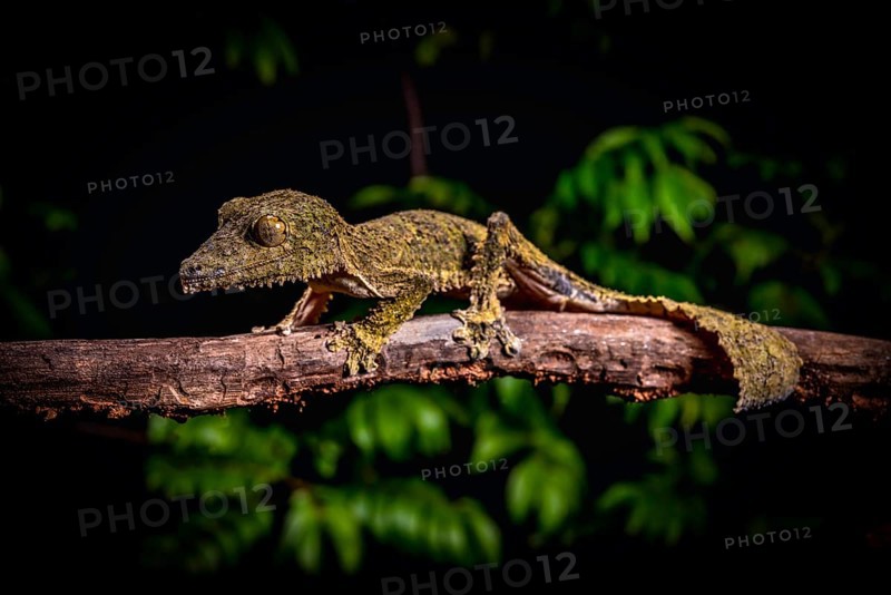 New description Leaf-tailed gecko