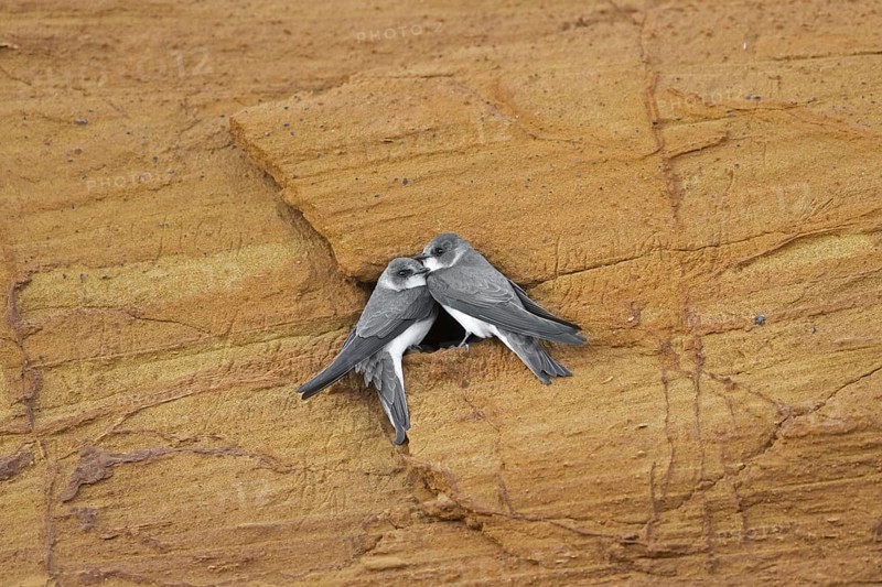 Couple of sand martins