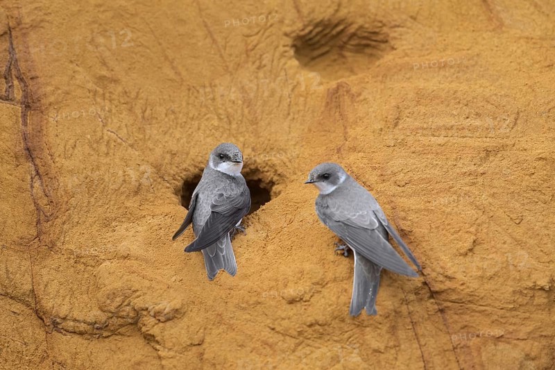 Couple of sand martins