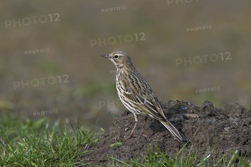 Meadow pipit