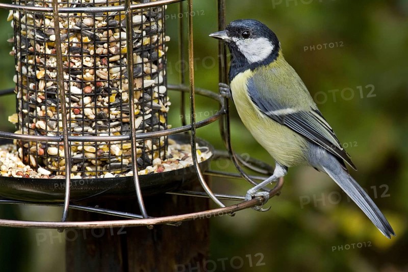 Great Tit