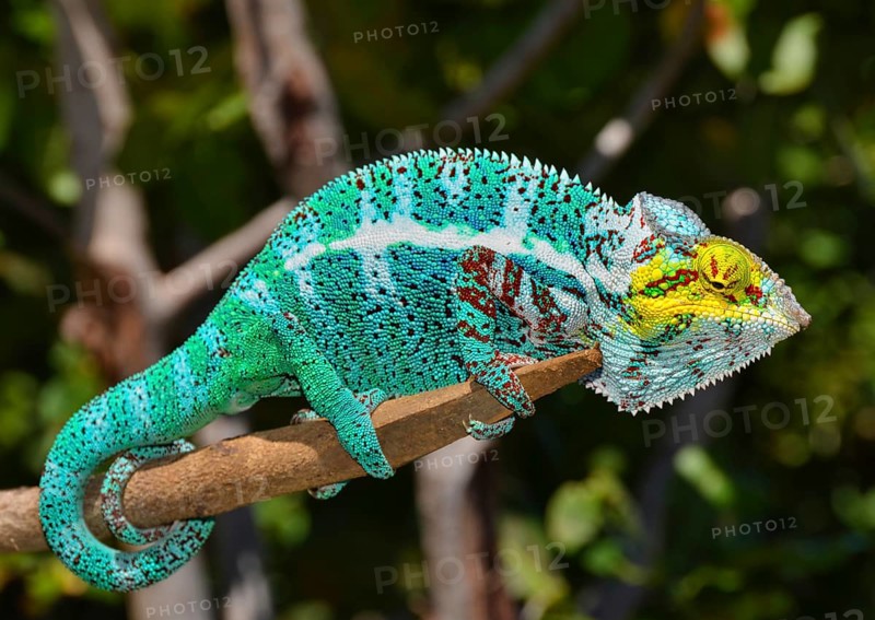 Panther chameleon