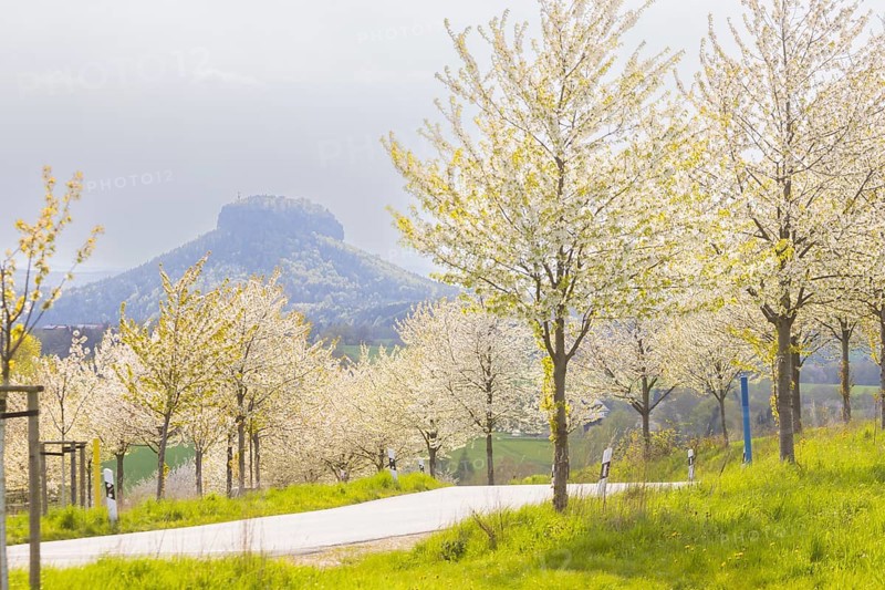 Cherry avenue on the Adamsberg with a view of the Koenigstein Fortress and the Lilienstein