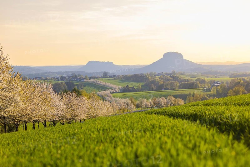 Cherry avenue on the Adamsberg with a view of the Koenigstein Fortress and the Lilienstein