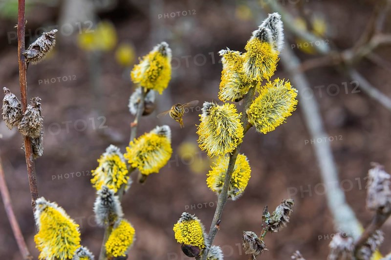 Bees gather nectar on willow catkins in the first warm rays of sunshine
