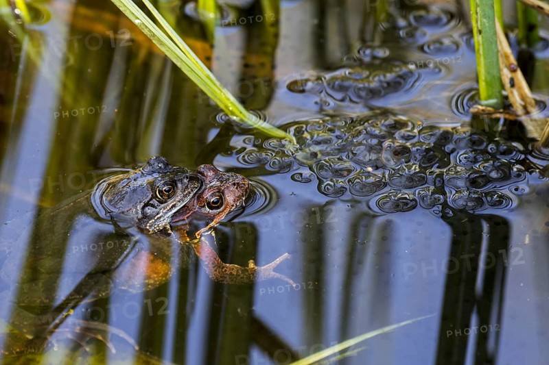 European common frog