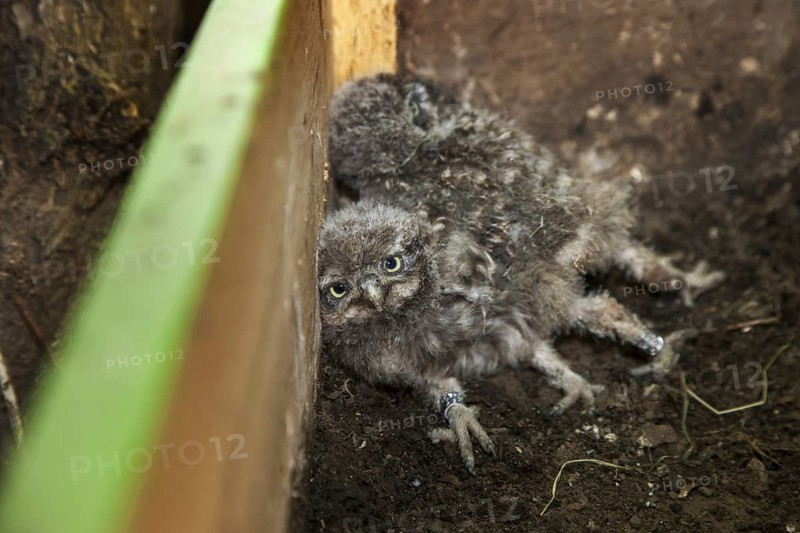 Ringed owlets placed back in nestbox for Little Owl