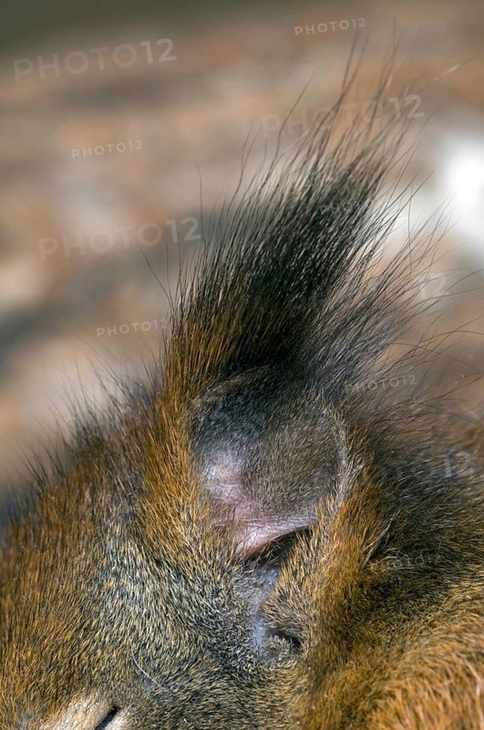 Eurasian red squirrel