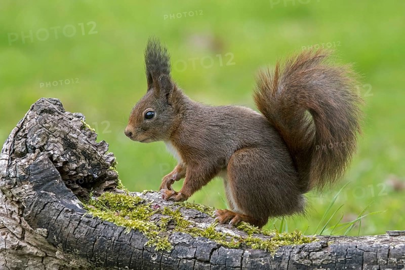 Cute Eurasian red squirrel