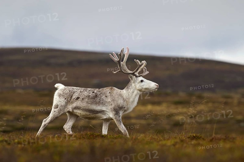 White Reindeer