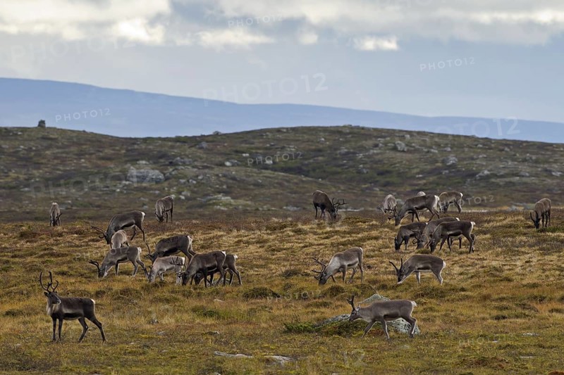 Reindeer