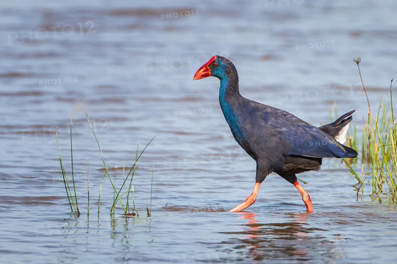 Grey-headed swamphen