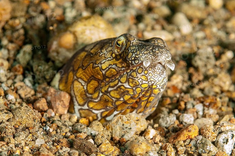 Napoleon snake eel