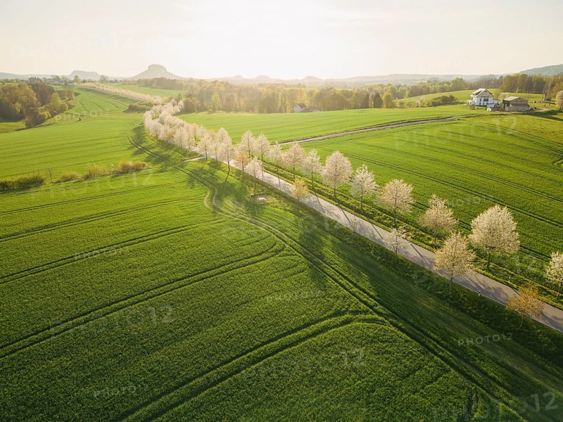 Cherry avenue on the Adamsberg with a view of the Koenigstein Fortress and the Lilienstein