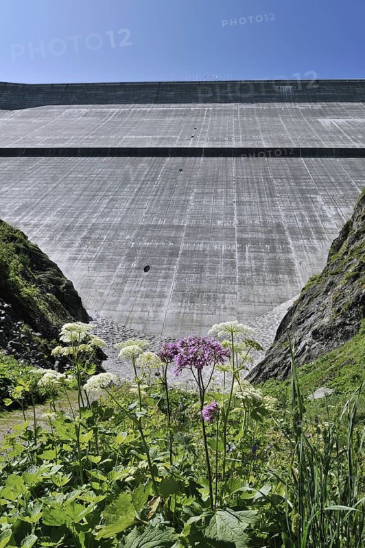 Mountain flowers in front of the Barrage de la Grande Dixence