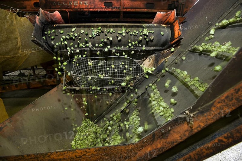 Harvesting of hops