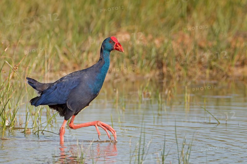 Grey-headed swamphen