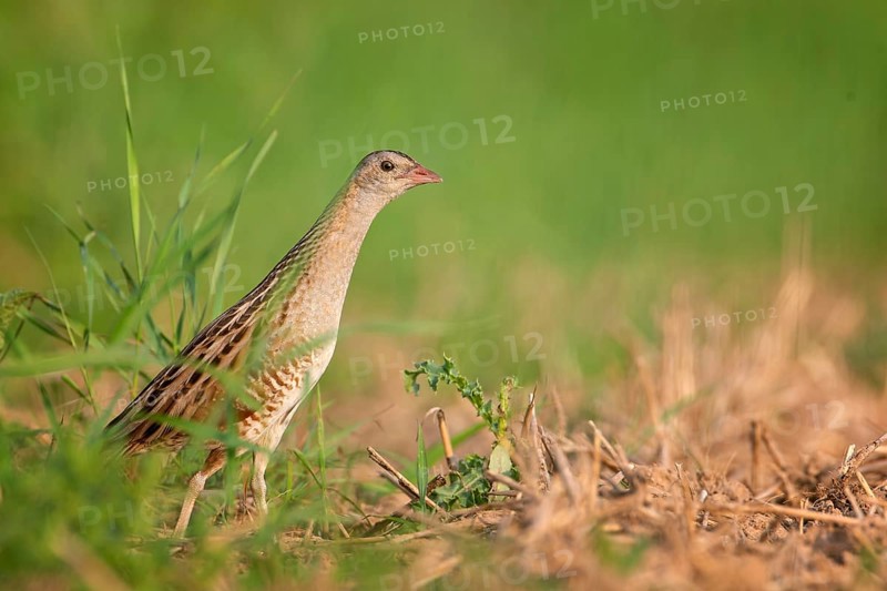 Corn crake