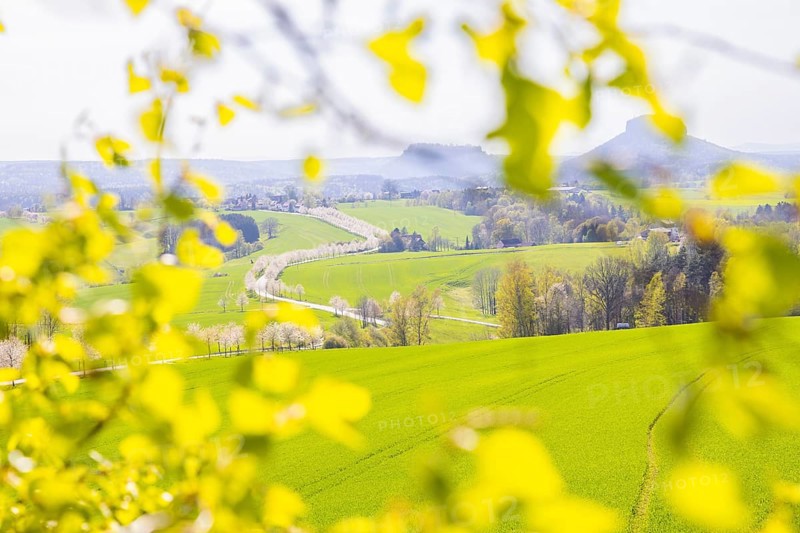Cherry avenue on the Adamsberg with a view of the Koenigstein Fortress and the Lilienstein
