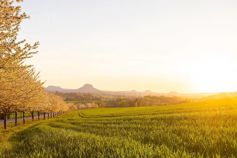 Cherry avenue on the Adamsberg with a view of the Koenigstein Fortress and the Lilienstein