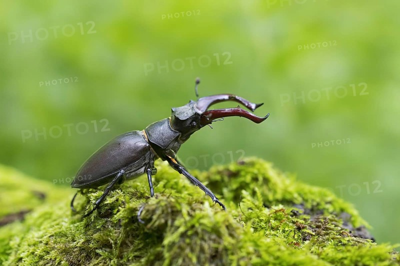 European stag beetle