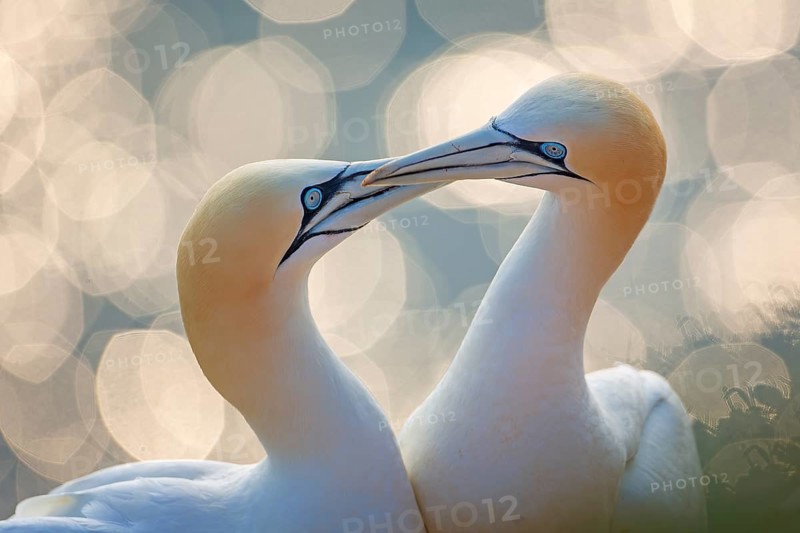Northern gannet