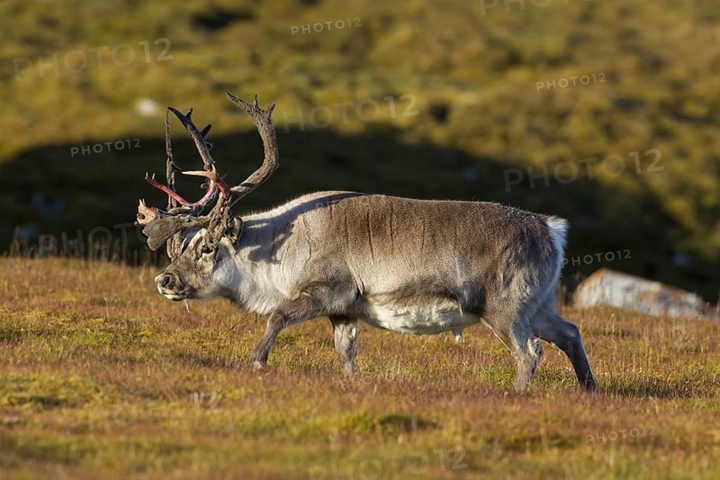 Svalbard reindeer