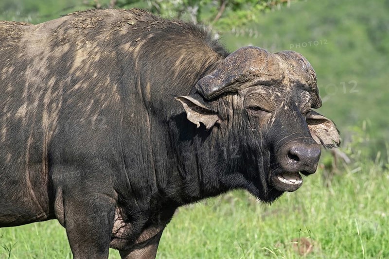 African Cape buffalo