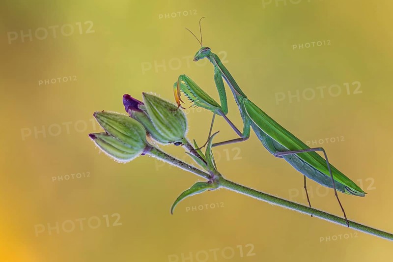 European mantis