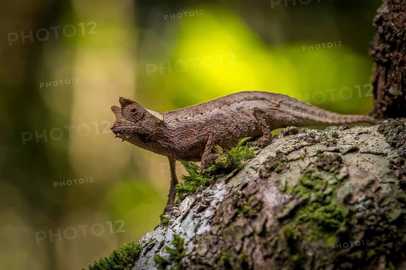 Aye-aye