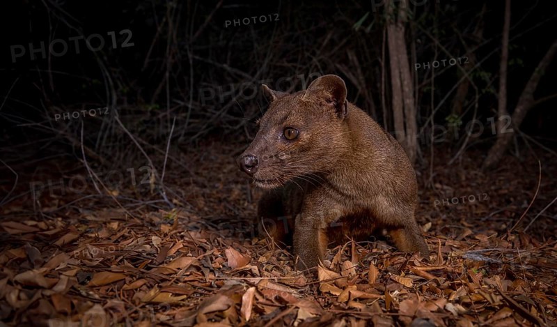 Fossa