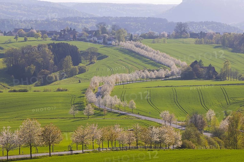 Cherry avenue on the Adamsberg with a view of the Koenigstein Fortress and the Lilienstein