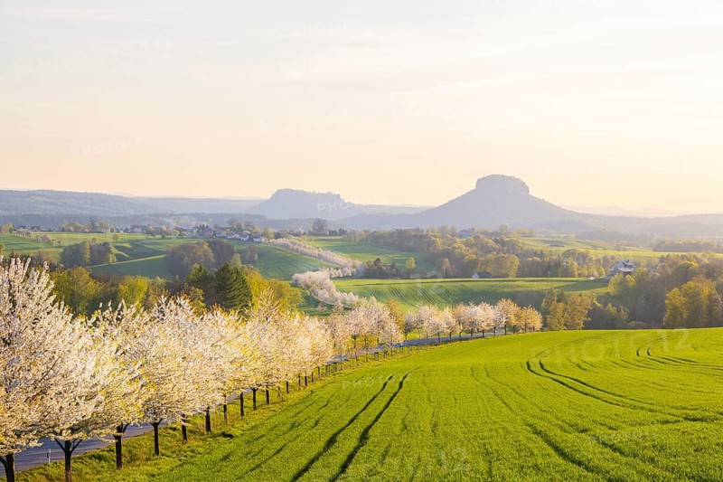 Cherry avenue on the Adamsberg with a view of the Koenigstein Fortress and the Lilienstein