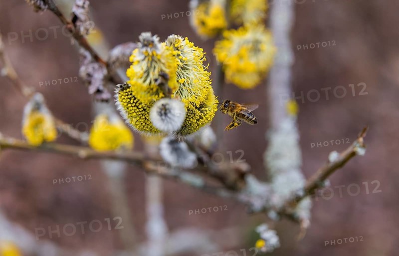 Bees gather nectar on willow catkins in the first warm rays of sunshine