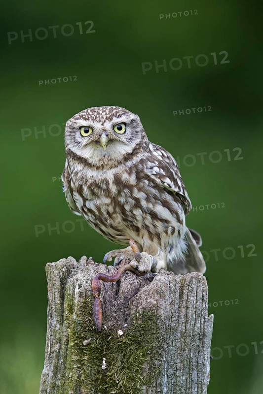 Ringed little owl