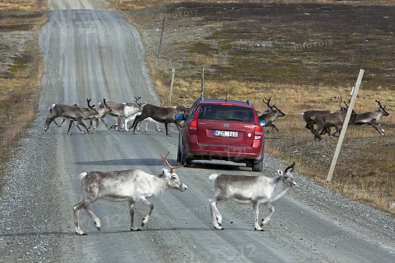 Reindeer