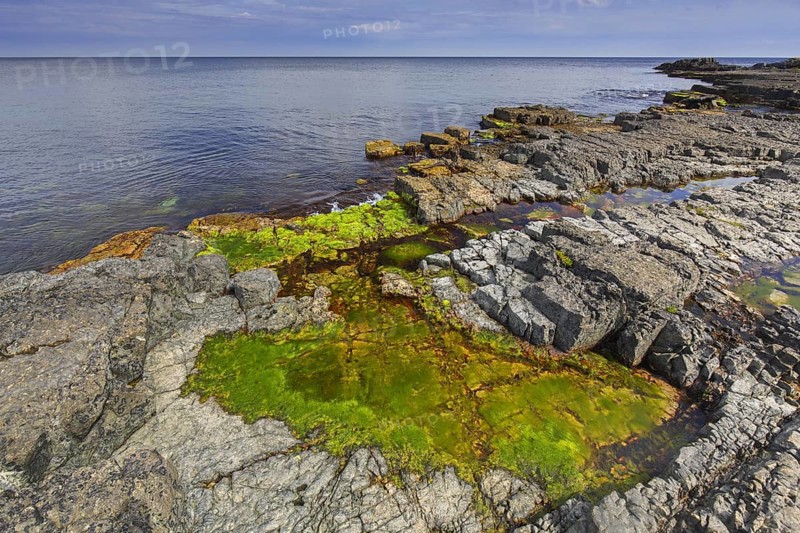 Alga in tide pool