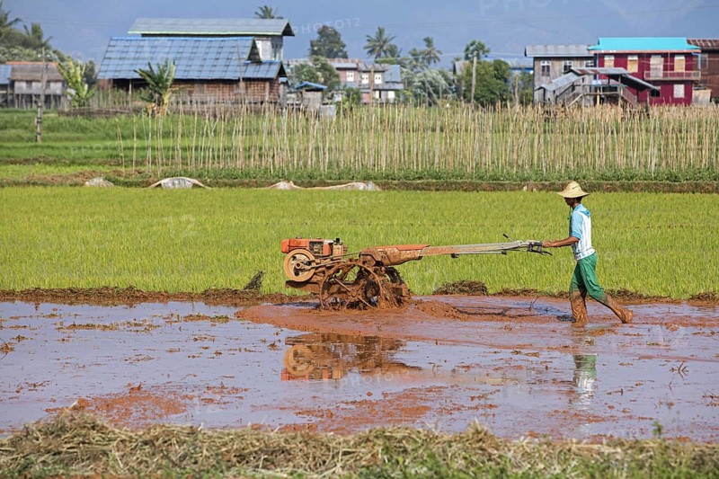 Burmese farmer ploughing rice field with mechanical plough